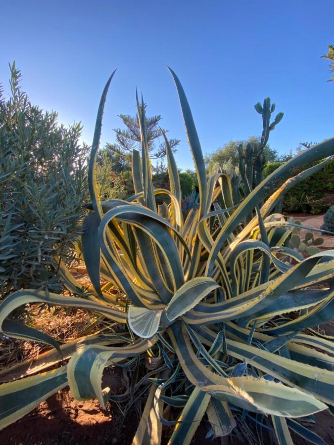 Riad Les Trois Merveilles Essaouira Eksteriør billede